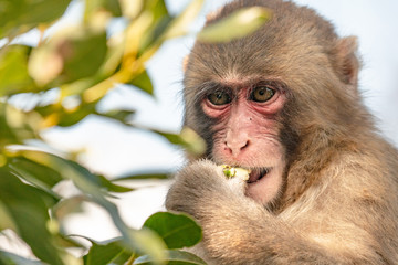 Japanese Macaque ape. Some macaque apes. Close-up of a japanese macaque.