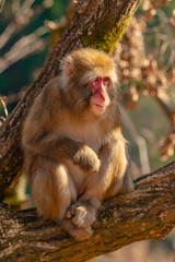Japanese Macaque ape. Some macaque apes. Close-up of a japanese macaque.