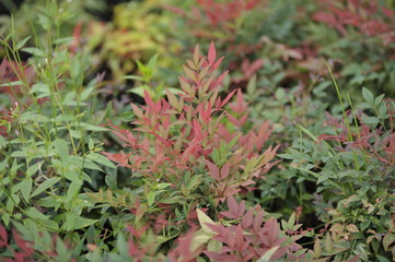 Nandina domestica obsessed