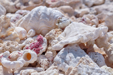 Sea shells and fossils on the beach