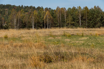 Autumn mountain scenery. Low green grass, high yellow grass in the foreground. Forest woods in the background. Nature landscape.