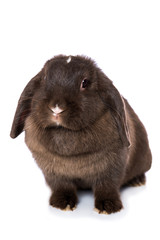 Brown dwarf rabbit isolated on white background