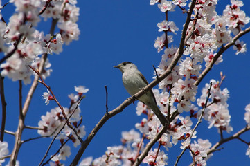 Obraz premium bird on a branch