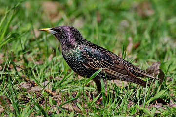 bird on the grass