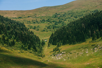 Fototapeta na wymiar Black horse grazing in the Alpine pasture. National Park Biogradska Gora, Montenegro.