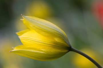 Yellow tulip on blurred background, soft focus. Flower background for beauty, agriculture, 8 March, Valentines day or Mothers day. Beautiful spring flowers in wonderland garden. Nature, decor concept.