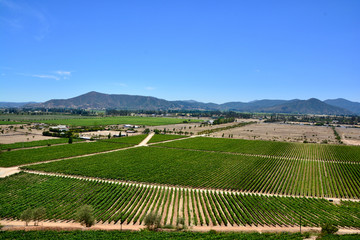 vineyard in chile