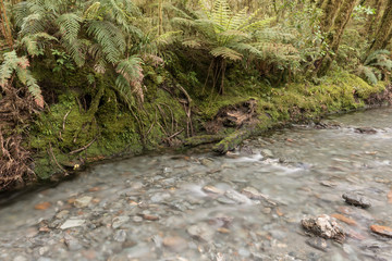 Moss and fern covered riverbank overhanging a minor tributary of the Haast River flowing through the dense, beech, rainforest of Mount Aspiring National Park, New Zealand.