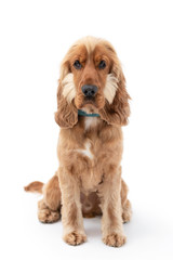 18 Month Old Cocker Spaniel Photoshoot