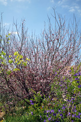 Israeli wild flowers