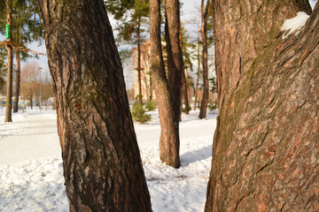 Obraz premium View through a tree on a pine tree in winter Park.