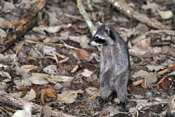 Naklejka na ściany i meble Raccoon walks through the woods and is looking for food.