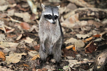 Raccoon walks through the woods and is looking for food.