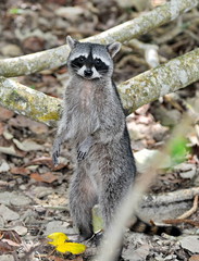 Raccoon walks through the woods and is looking for food.