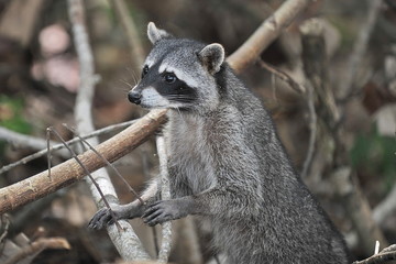 Naklejka na ściany i meble Raccoon walks through the woods and is looking for food.