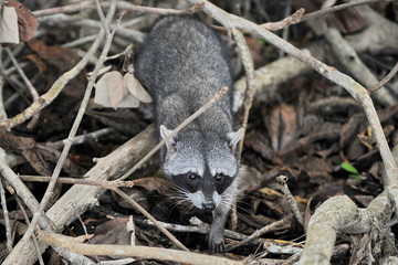 Fototapeta premium Raccoon walks through the woods and is looking for food.