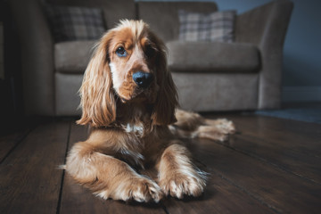 Cocker Spaniel laid on wooden floor