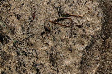 Close up high resolution surface of sand ground and grunge ground