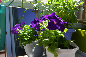 Fragrant violet petunia flowers reflect on the mirror. Modern design of small garden on the balcony.