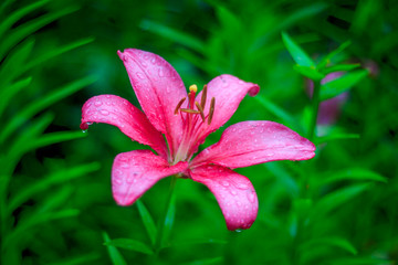 Blooming lily. Beautiful blooming summer flower. Flower petals blooming.