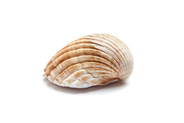Ribbed scallop shell isolated on white background