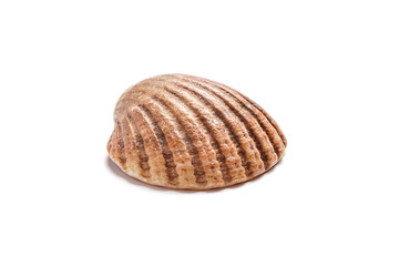 Ribbed scallop shell isolated on white background