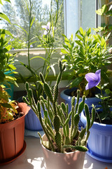 Opuntia cactus, platycodon flower,  osteospermum on the balcony in sunny day. Small urban botanical...