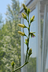 Flower buds of campanula persicifolia. Balcony gardening in the beginning of summer.
