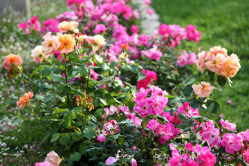 Fuchsia, pink and orange roses in full bloom