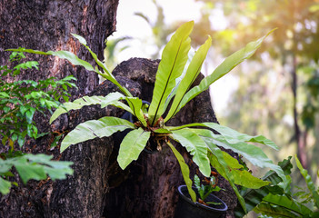 Fern nest / Green leaves of Bird's-nest fern or Nest fern on tree in the garden