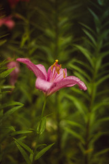 Blooming lily. Beautiful blooming summer flower. Flower petals blooming.