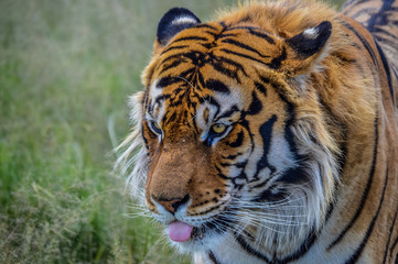 Close up Portrait of a cute Bengal Tiger in South Africa