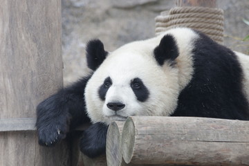 Sleeping Panda in the Afternoon
