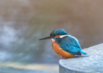 Eisvogel am Fluss