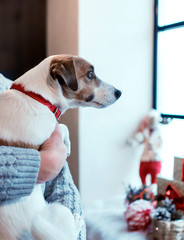 Small dog Jack Russell Terrier looking out the window, decorated with Christmas decor. Male hands holding a pet