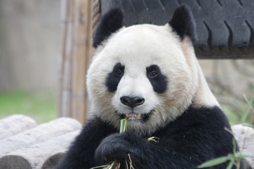 Close Up Panda's Face, China