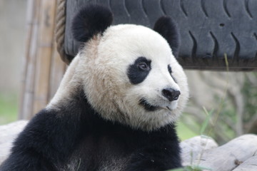 Obraz premium Close Up Panda's Face, China