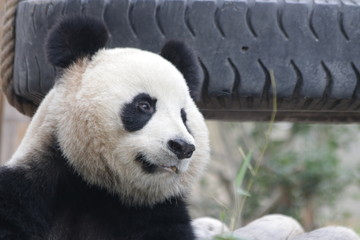 Fototapeta premium Close Up Panda's Face, China