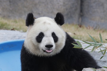 Fototapeta premium Funny Smile from a Panda Cub, China