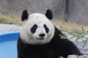 Obraz premium Funny Smile from a Panda Cub, China