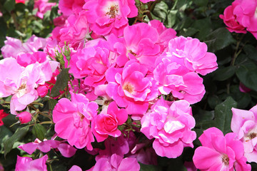 Fuchsia and pink roses in full bloom