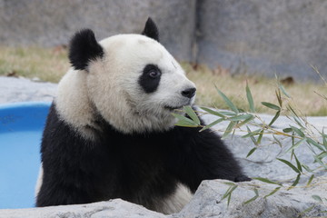 Close up Fluffy Face of Happy Panda 