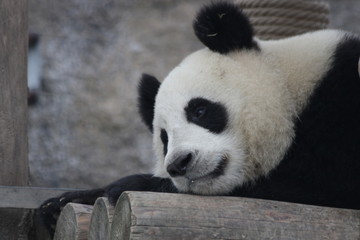 Sleepy Panda is Taking a Nap © foreverhappy