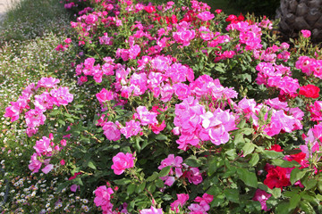 Fototapeta na wymiar Fuchsia and pink roses in full bloom