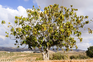  fig tree