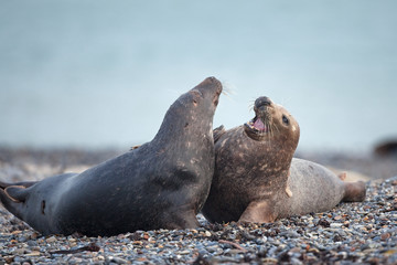 Naklejka premium grey seal, halichoerus grypus, Helgoland