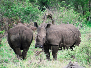 Fototapeta premium Rhinos