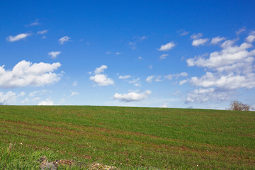 Fototapeta na wymiar Green field, white clouds and blue sky