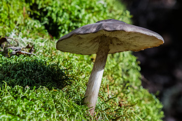 Determination - A wild mushroom pushes up through hillside moss. Sonoma County, California, USA