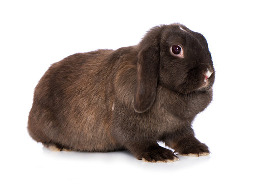 Dark Brown Dwarf Rabbit